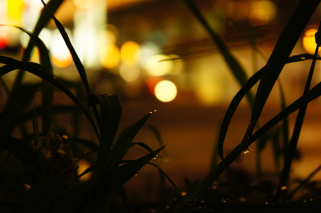 夜の街、草の影。