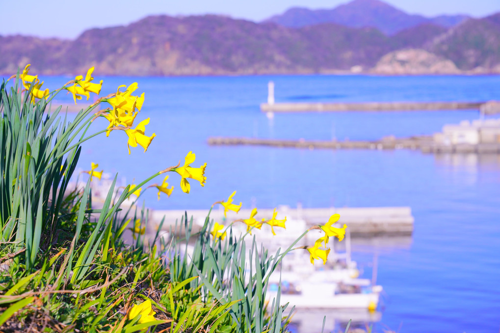 黄色い花の咲く漁港
