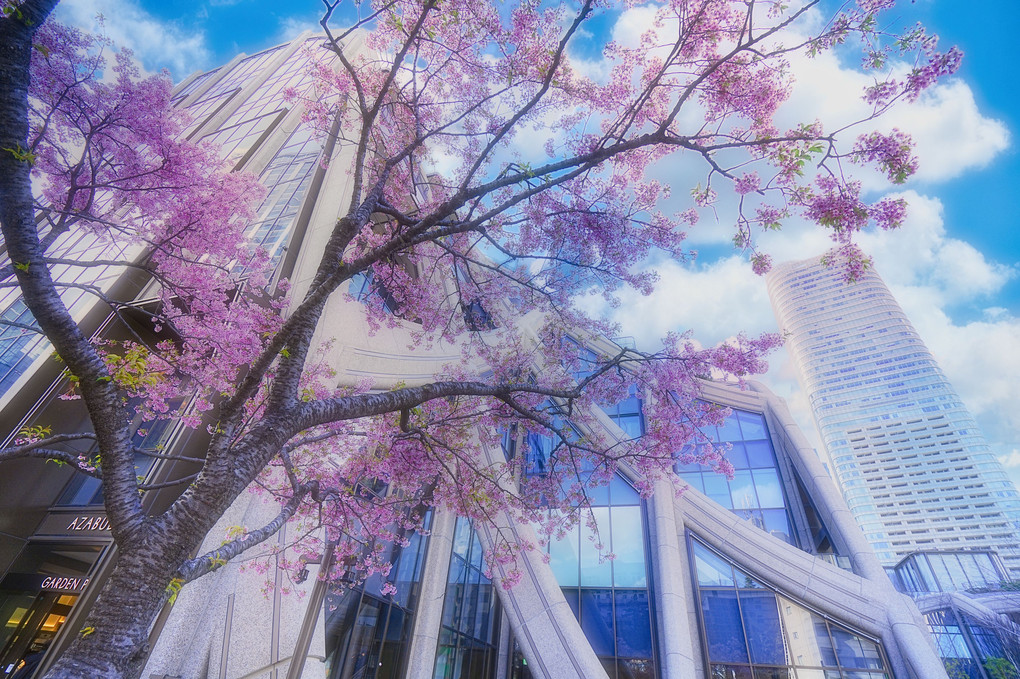 春に桜風