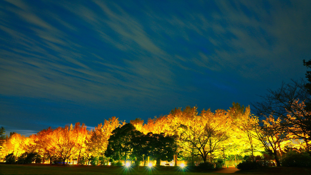 黄葉紅葉まつり　秋の夜散歩