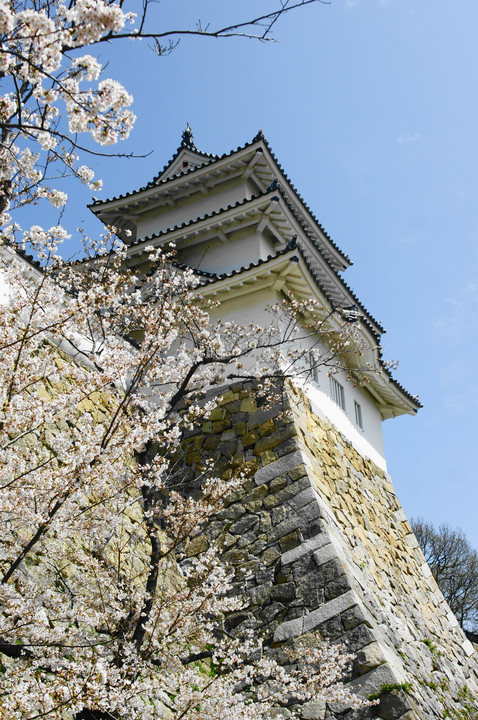 明石城と桜
