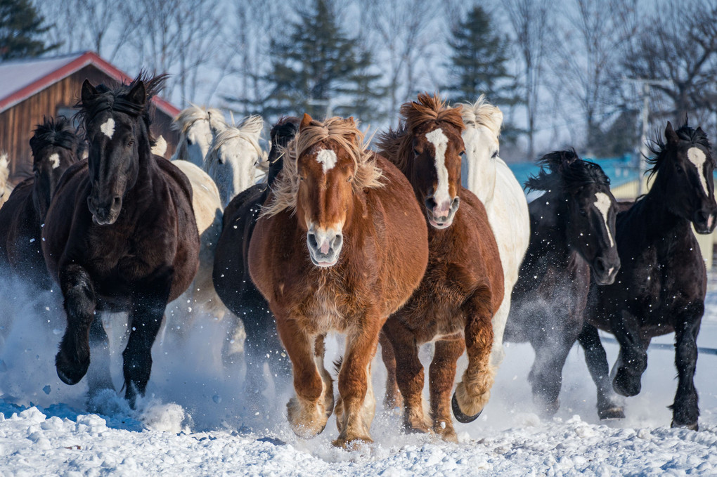 雪蹴馬