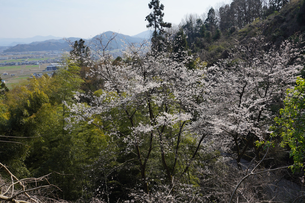 裏山の桜