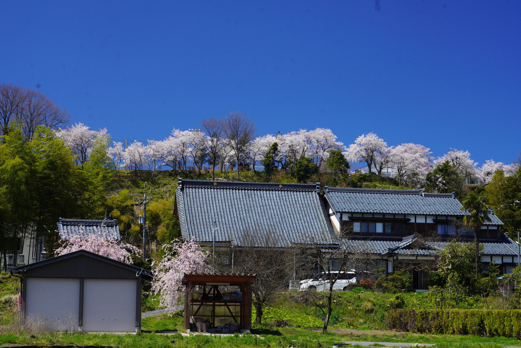 校庭の春