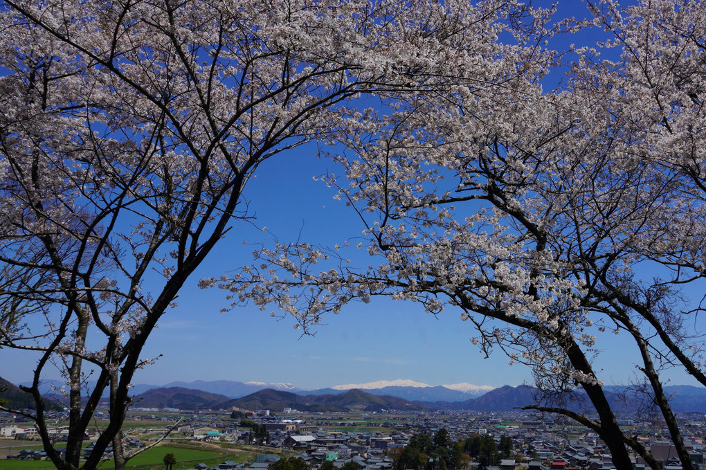 満開の桜と白山