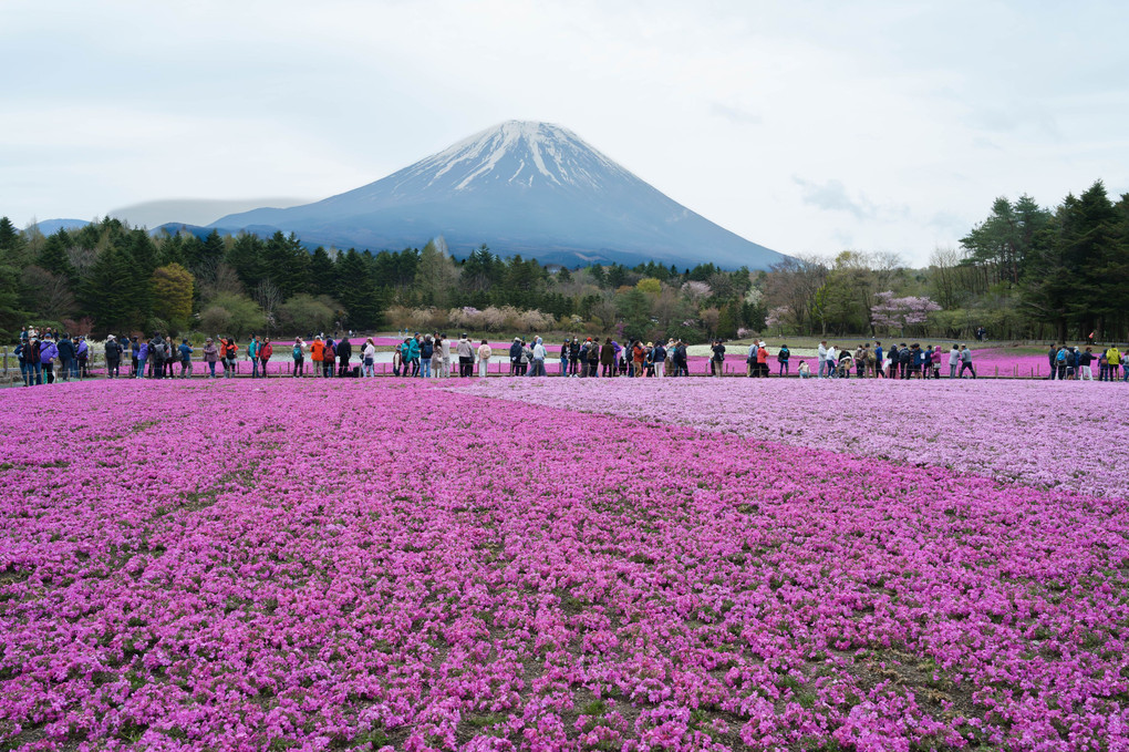 お久しぶりの富士山辺り