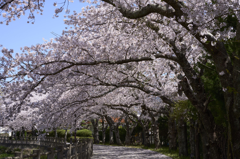 桜のトンネル