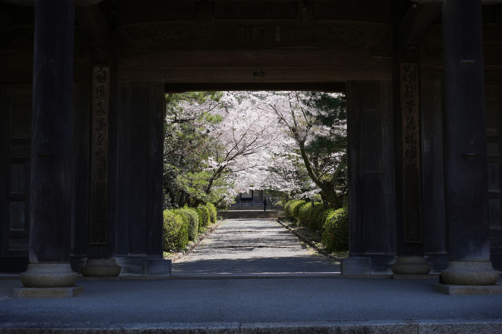 東光寺の桜