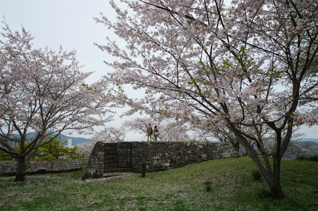 臼杵城跡桜まつり
