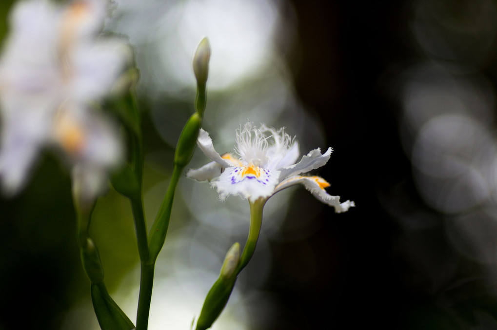 陽は当たらなくとも、花は咲く