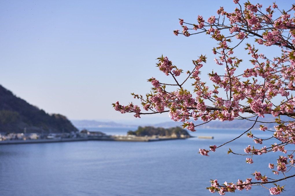 河津桜と海