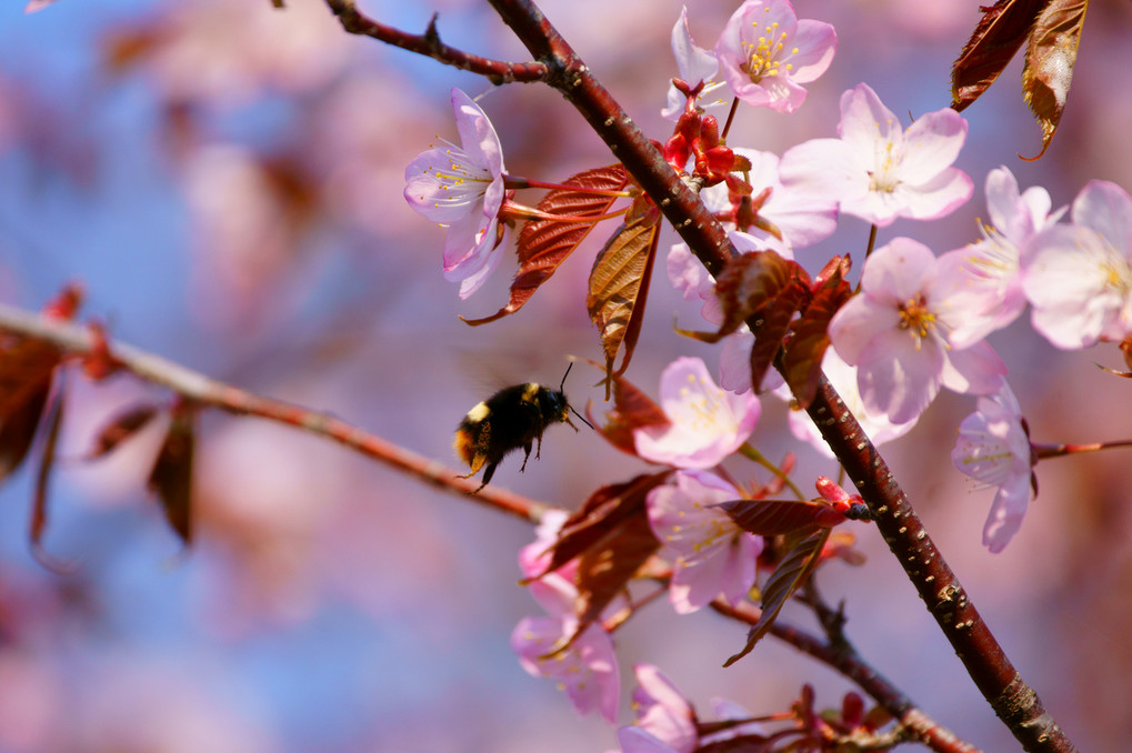春を桜花