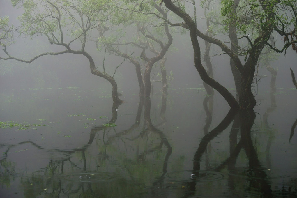 霧中の池