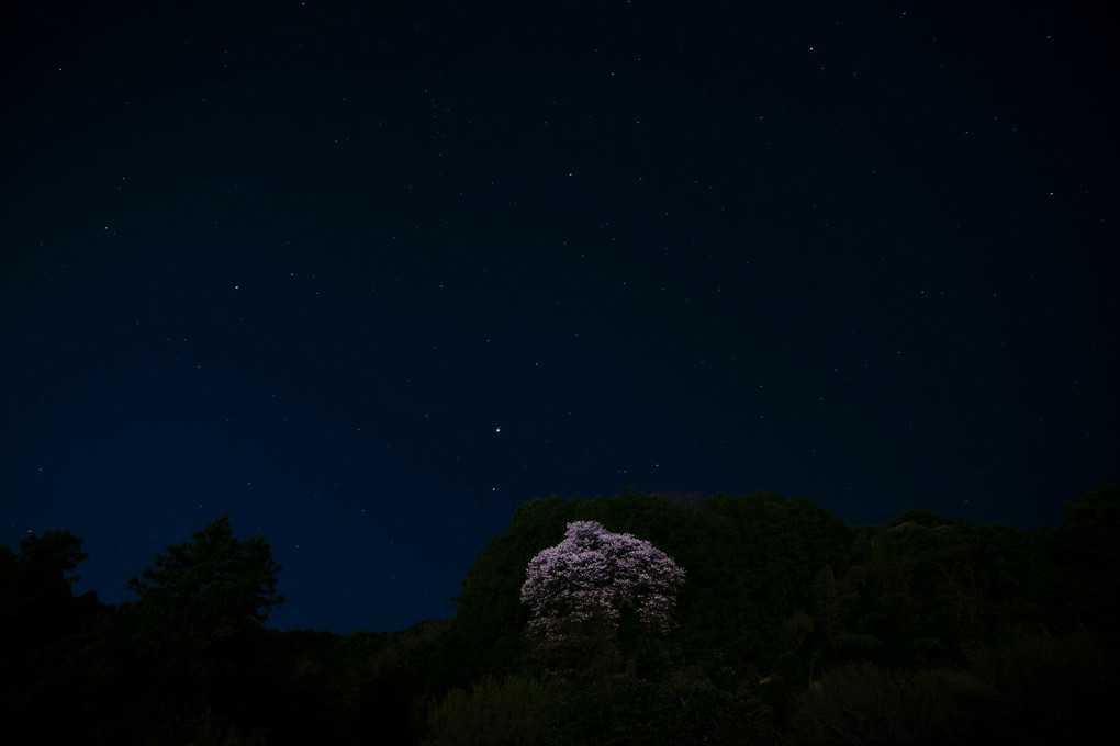夜 🌸 桜