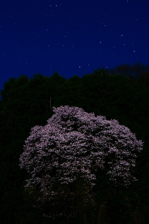 夜 🌸 桜