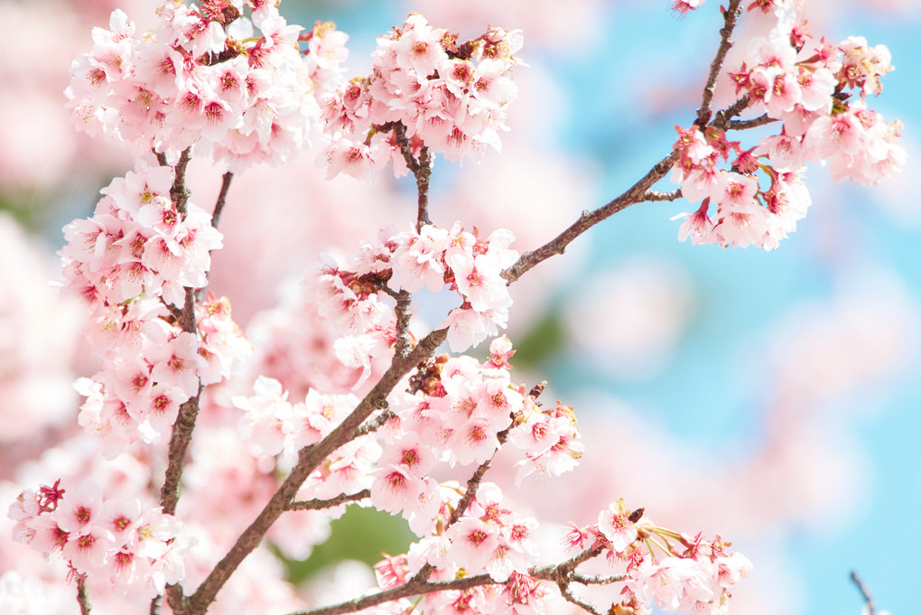 桜、ほわり
