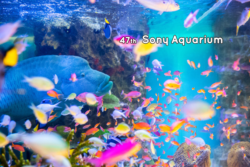 47th Sony Aquarium