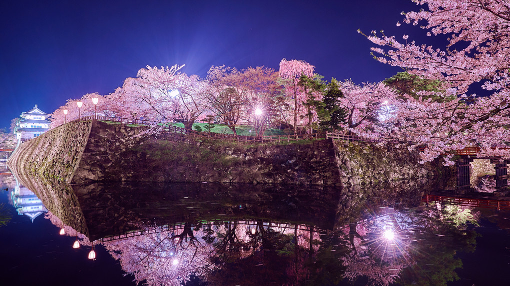 水面の夜桜