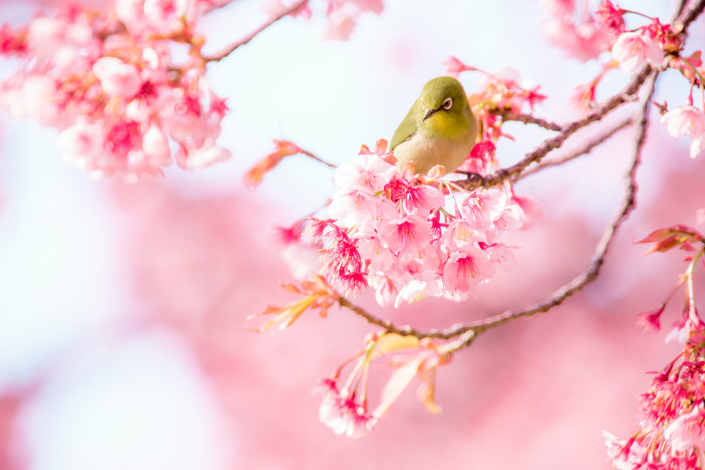 桜のゴンドラ