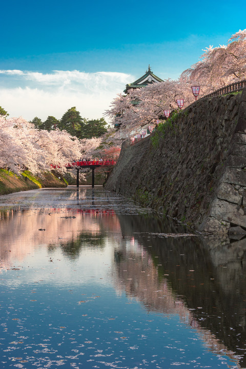 弘前城 ～ 内堀に映る満開の桜 ～