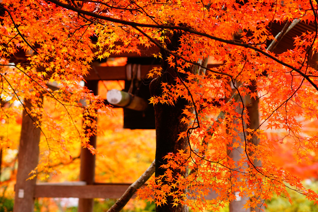 常寂光土 ～紅葉に包まれて～