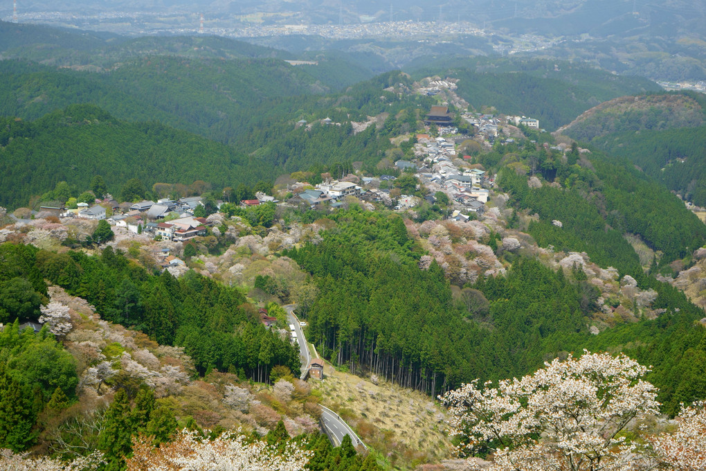吉野山の桜（上千本～中千本）