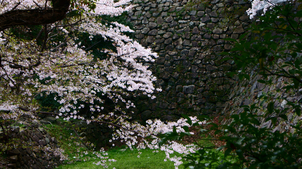 お堀の桜。