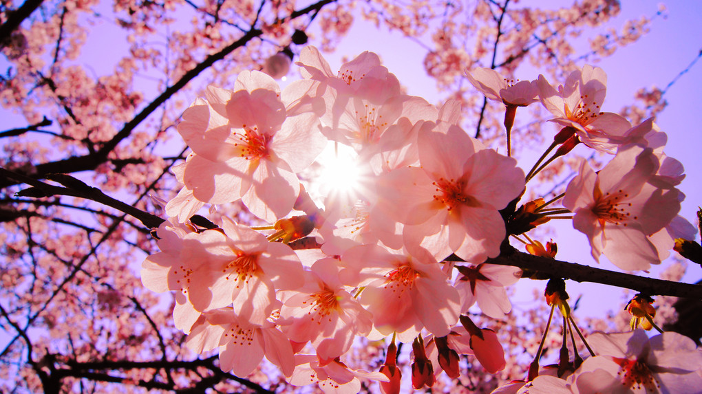 桜の花びらたち
