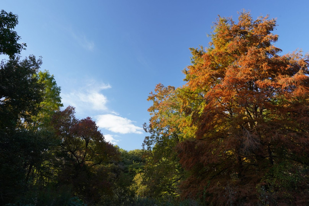 森林公園で