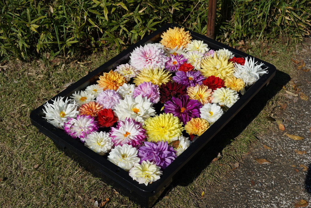 ダリアの花園 in 森林公園