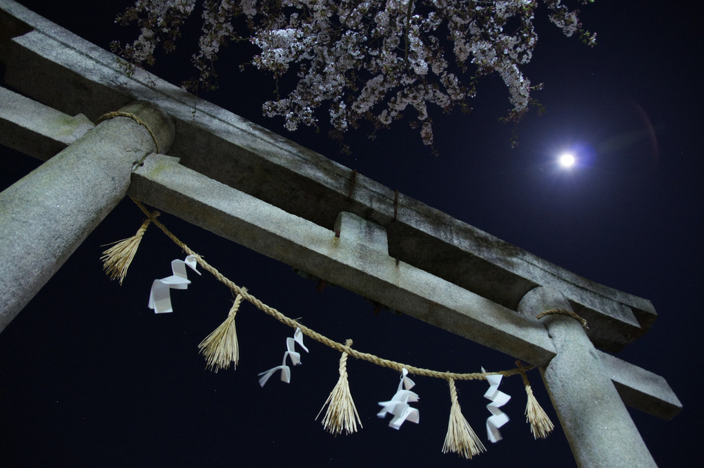 月夜と夜桜　～近所の神社にて～