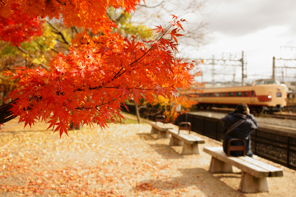 梅小路、秋色に染まる公園で