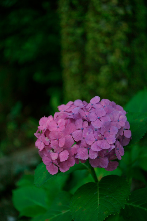 紫陽花colors