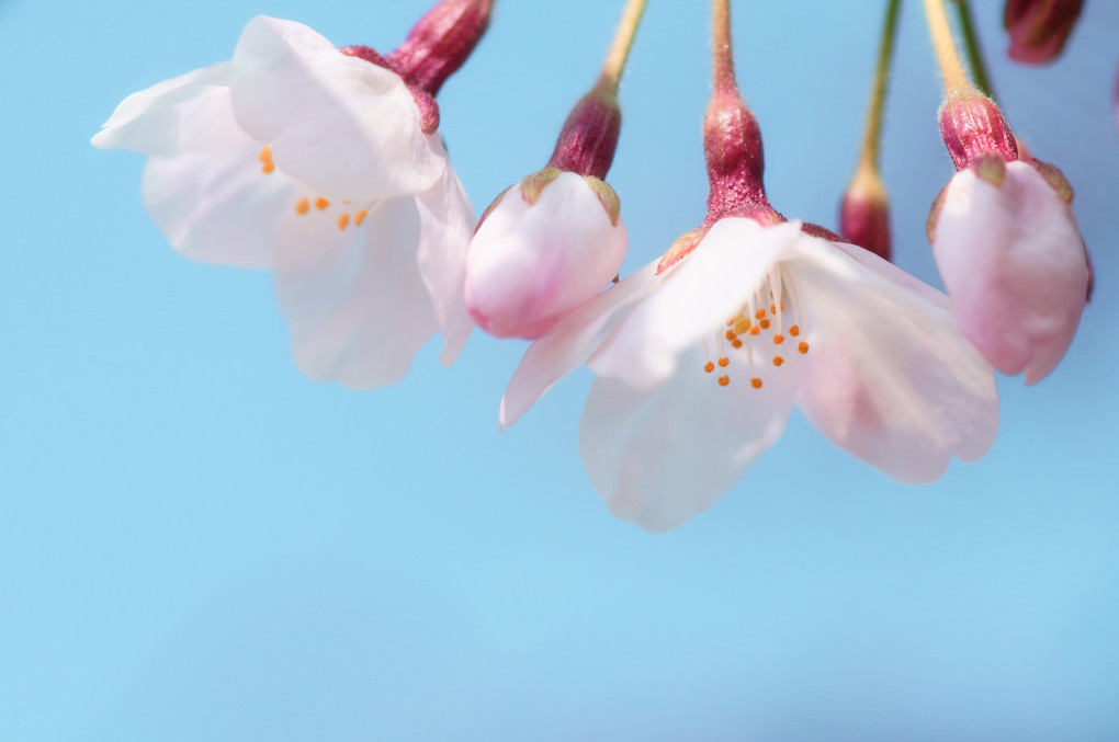 桜姉妹