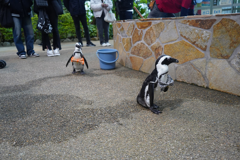 ペンギンお散歩物語🐧