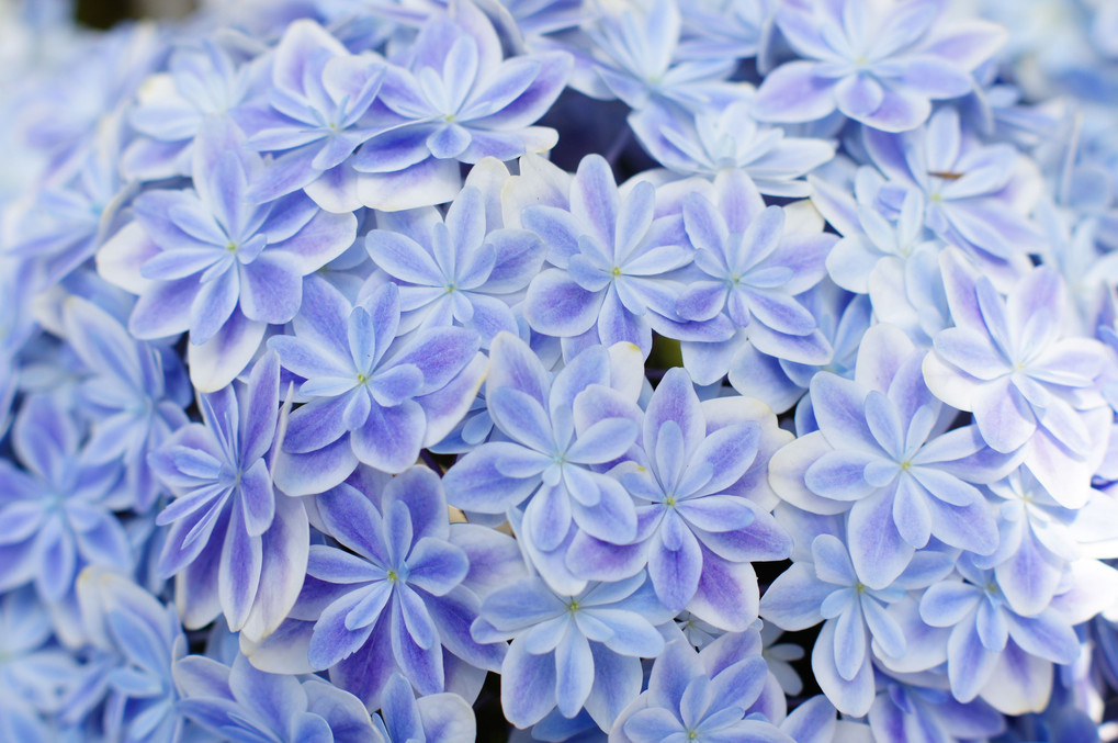 重なる花びらブルー