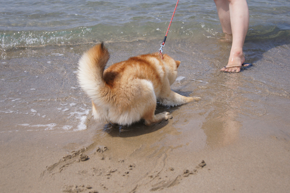 水分補給だワン！