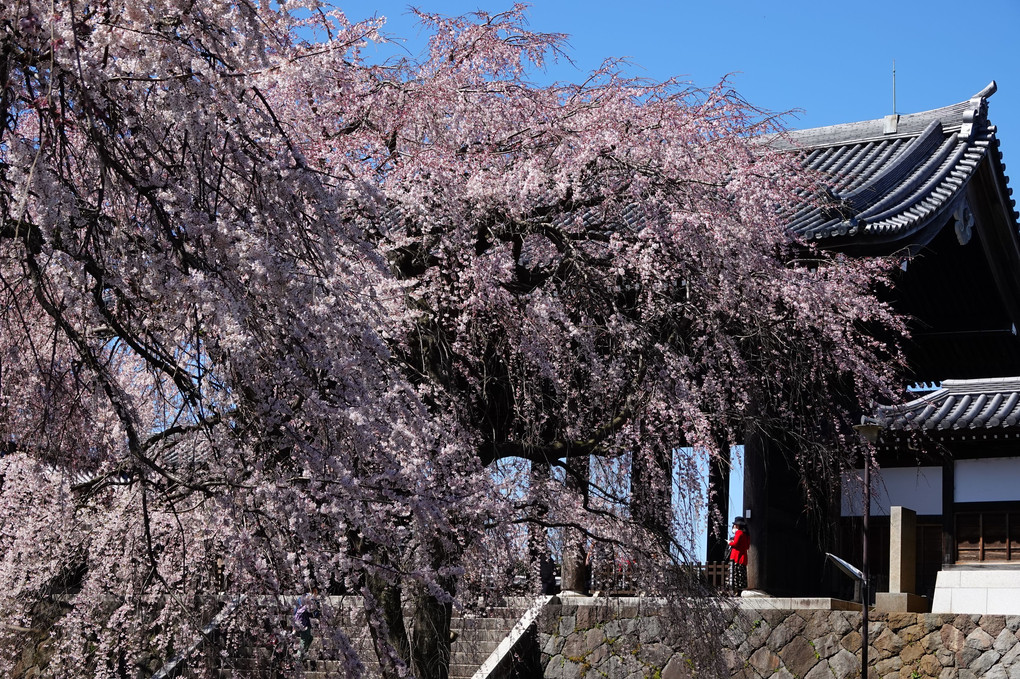 枝垂桜