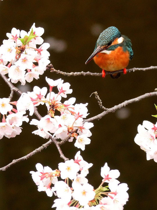 桜カワ