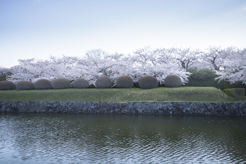 桜撮影ツアー・その2　函館五稜郭