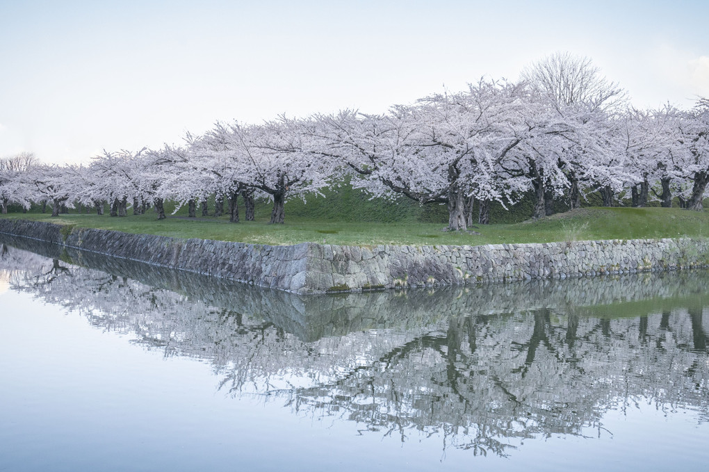 桜撮影ツアー・その2　函館五稜郭