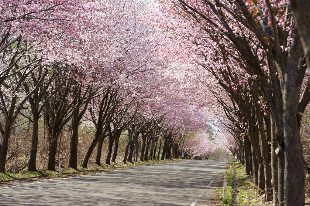 世界一の桜並木