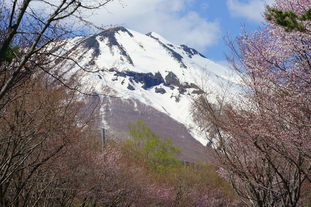 世界一の桜並木