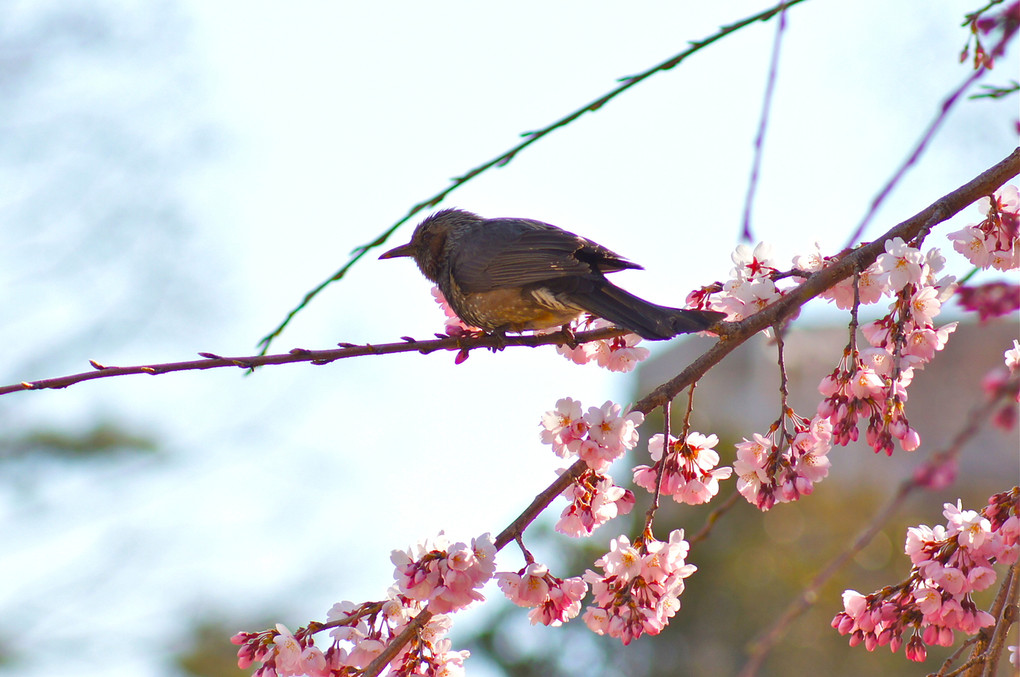 桜と小鳥