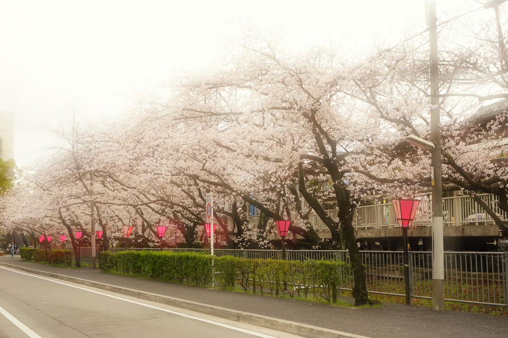 メルヘン桜の道