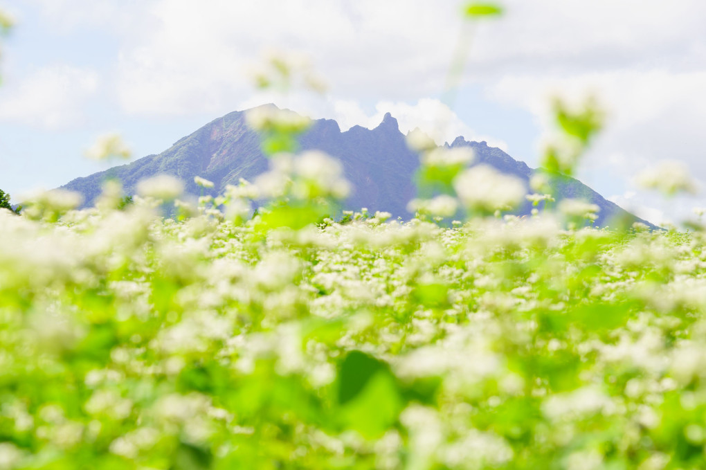 根子岳を満開の蕎麦の花越しに