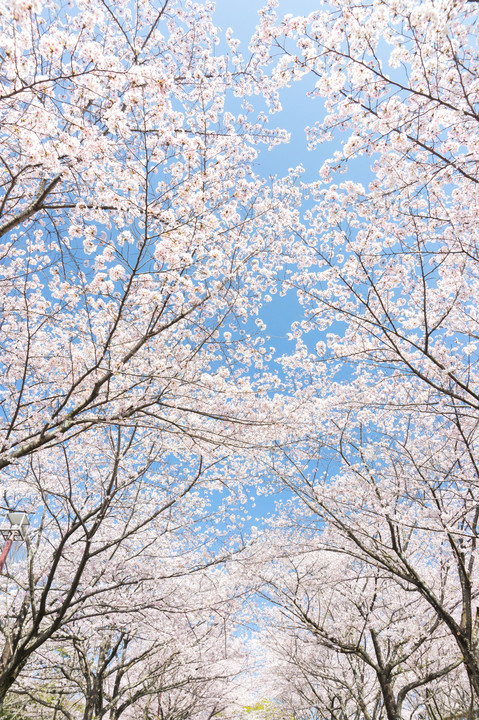 桜並木を見上げる