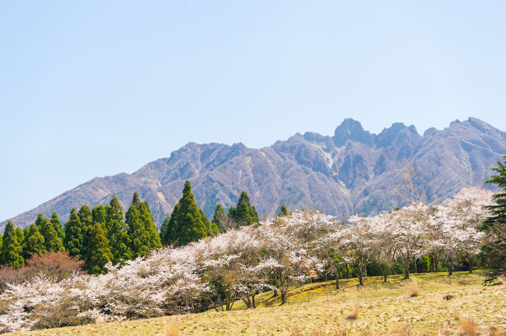 根子岳と桜