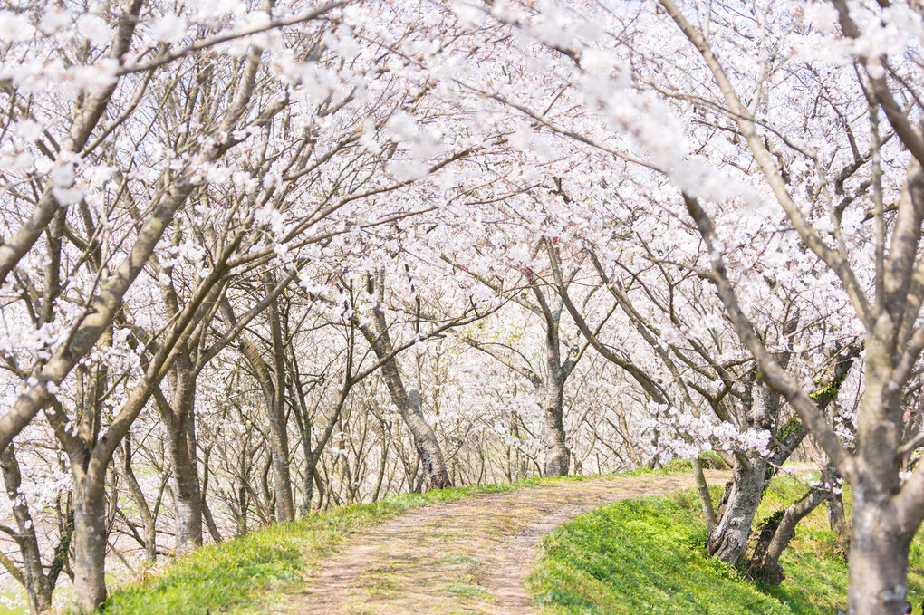 桜のトンネル