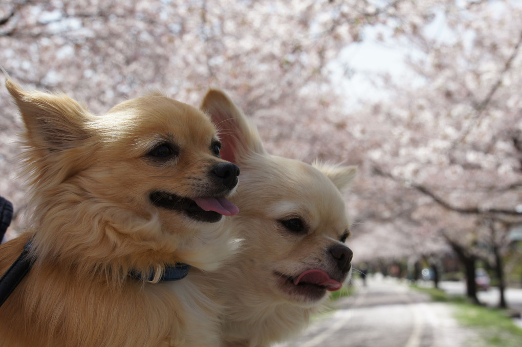 お花見！